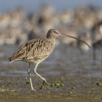 Eastern Curlew